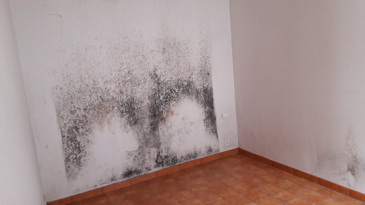 Moisissures - Expertise humidité à La Rochelle